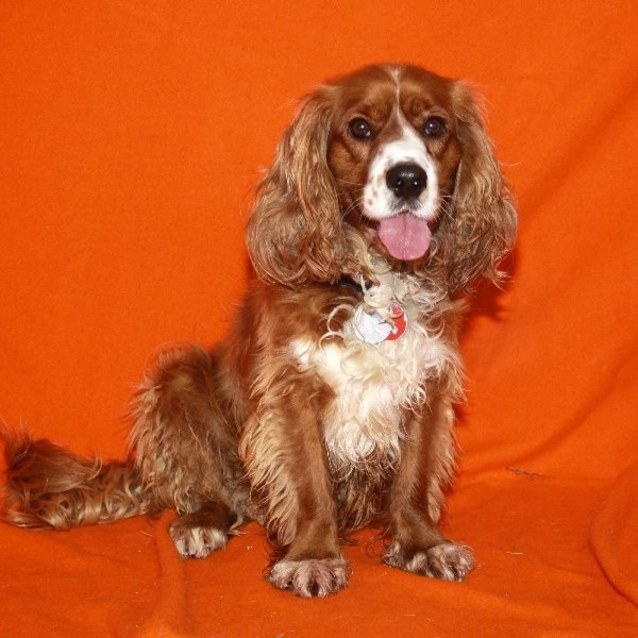 cocker x king charles spaniel