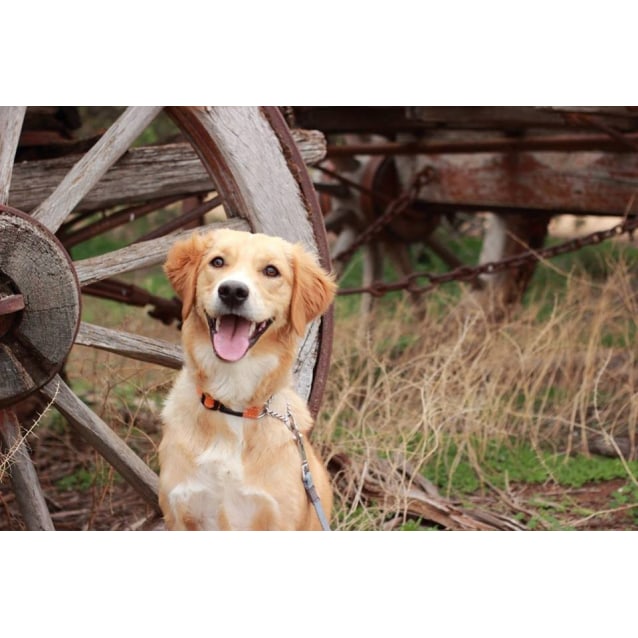 Ellie Large Female Brittany Spaniel X Golden Retriever Mix Dog In Sa Petrescue