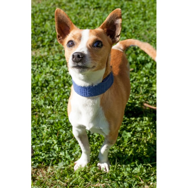 pix Smooth Fox Terrier Chihuahua Mix petrescue