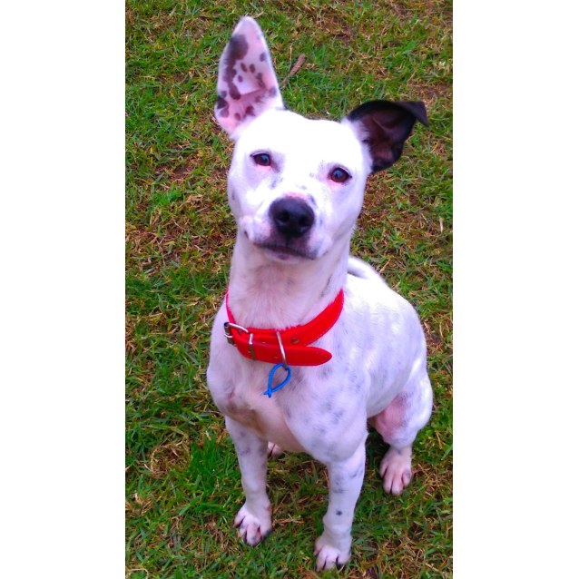 Ralph Medium Male Staffordshire Bull Terrier x Jack Russell Terrier (Smooth) Mix Dog in NSW