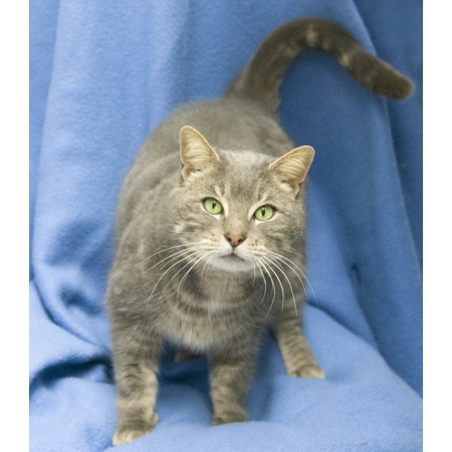 Putty Cat Female Domestic Short Hair Mix Cat in QLD PetRescue