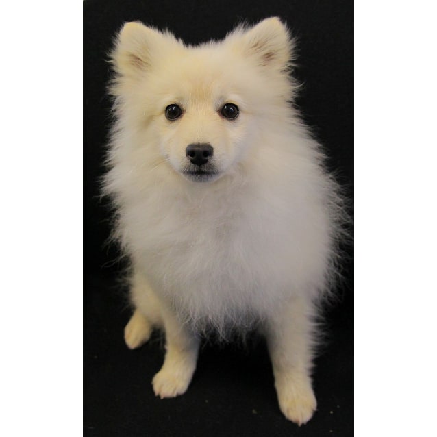 Tango Small Male Japanese Spitz X Poodle Toy Mix Dog In Nsw Petrescue