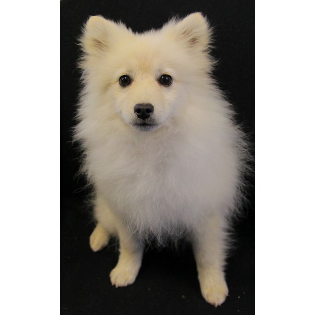 toy spitz dog