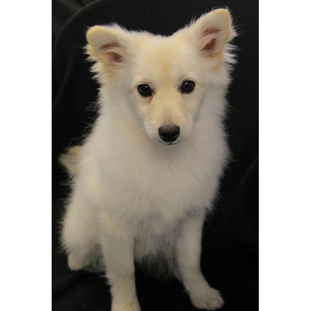 Glitter Small Female Japanese Spitz X Poodle Toy Mix Dog In Nsw Petrescue