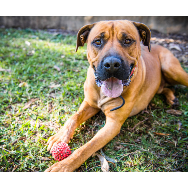 Great Dane Rhodesian Ridgeback Mattie ~ #1502532 - Large Male Great Dane x Rhodesian Ridgeback Mix Dog ...