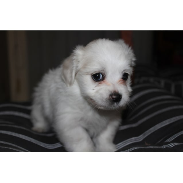 dachshund x maltese