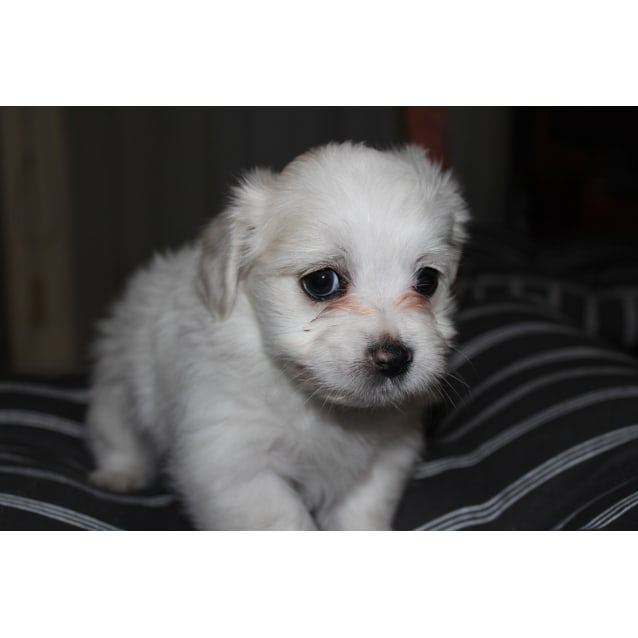 Bonnie Small Female Dachshund X Maltese X Shih Tzu Dog In Qld Petrescue