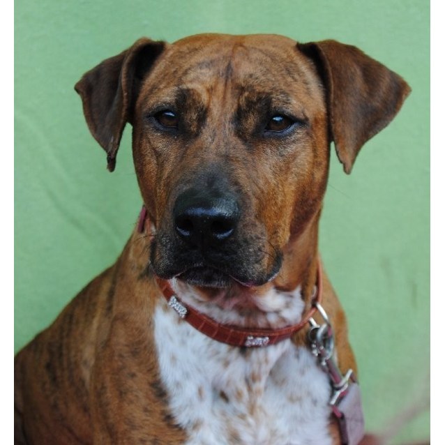 London Large Female Rhodesian Ridgeback x Staffordshire Bull Terrier Mix Dog in QLD PetRescue