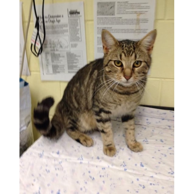 Hansel Male Australian Mist X Domestic Short Hair Mix Cat In Qld