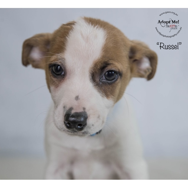 whippet mixed with jack russell
