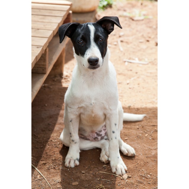 Eddie Small Male Border Collie x Jack Russell Terrier Mix Dog in NSW