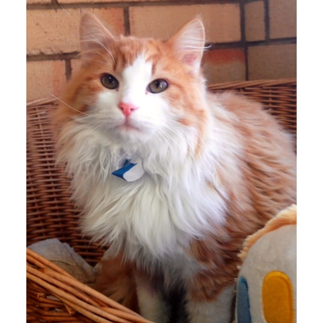 Mason Male Domestic Medium Hair Mix Cat In Nsw Petrescue