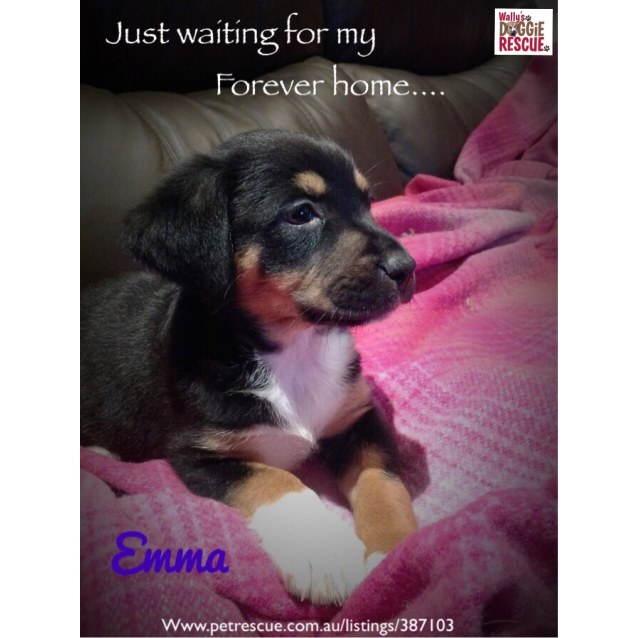 australian shepherd ridgeback mix