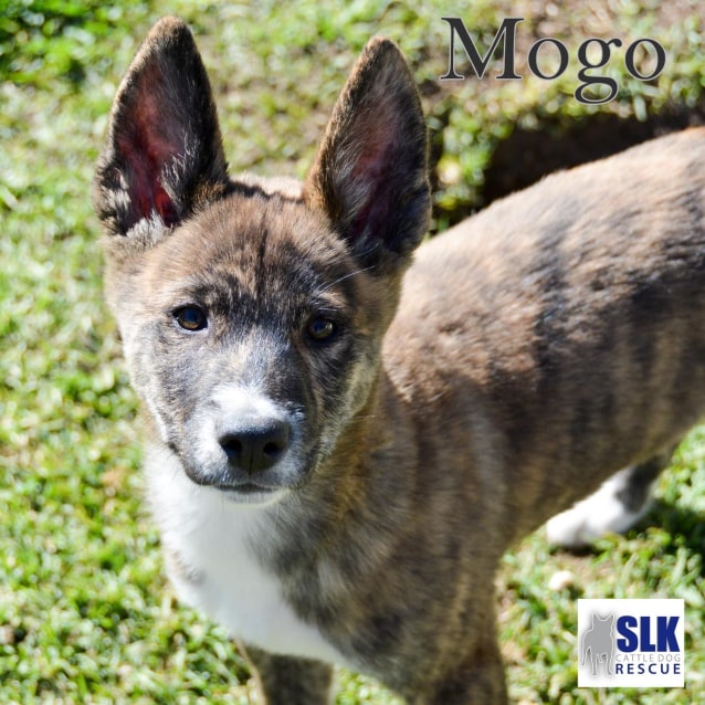 mogo Medium Male Dingo Mix Dog in NSW PetRescue