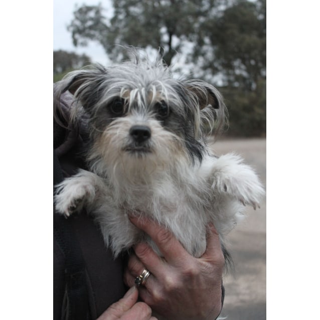 Maggie - Small Female Maltese x Shih Tzu Dog in VIC ...