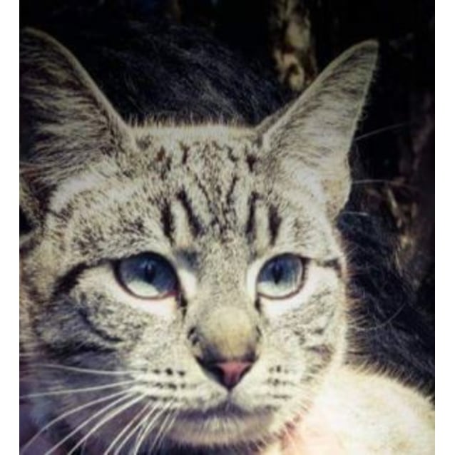 Jax Male Domestic Short Hair Cat In Qld Petrescue
