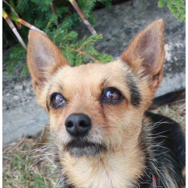 chihuahua silky terrier mix