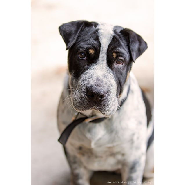 border collie shar pei