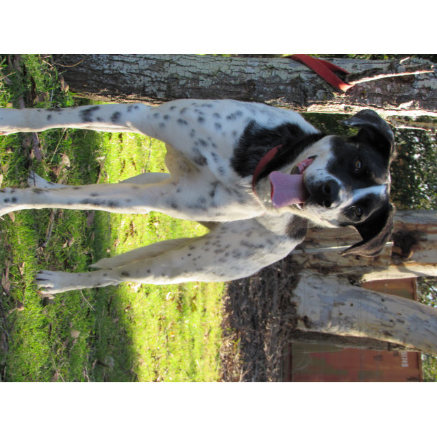 Edna Large Female Australian Cattle Dog x German Shorthaired Pointer