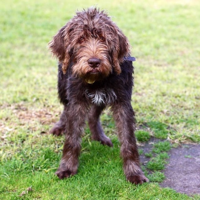 pointer poodle cross