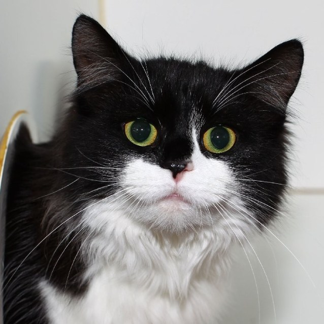 Cupids Bow Female Domestic Short Hair Mix Cat In Vic Petrescue