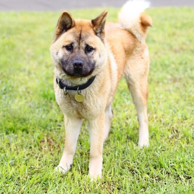 akita inu chow chow mix