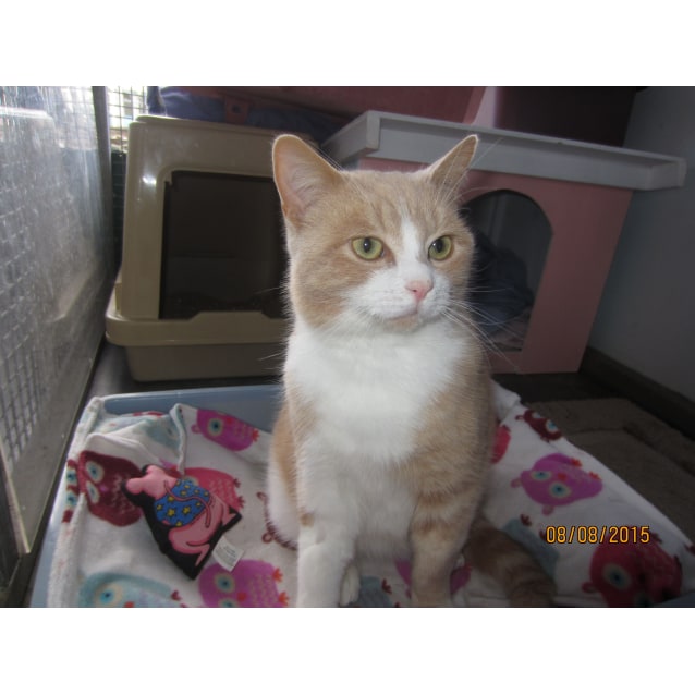british shorthair kittens central coast