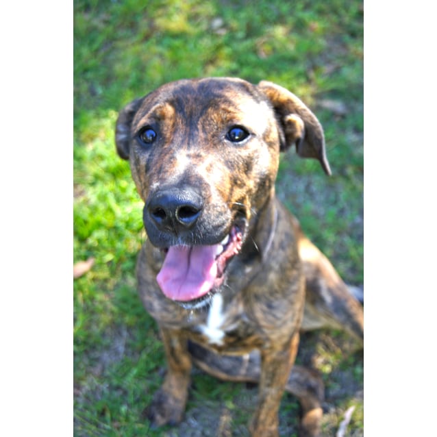 Mollie Large Female Boxer x Golden Retriever x Staffy Mix Dog in NSW PetRescue