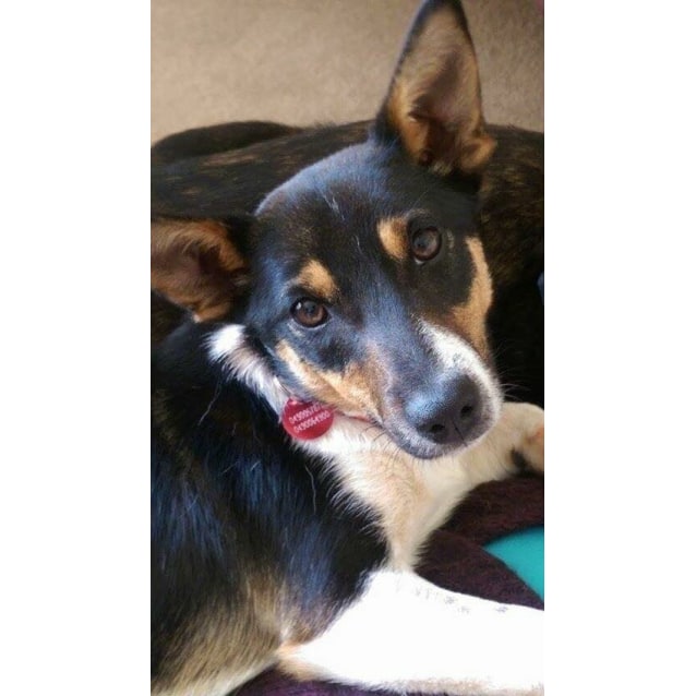 german shepherd little dog price