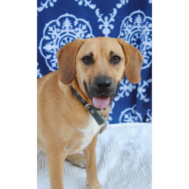 beagle rhodesian ridgeback mix