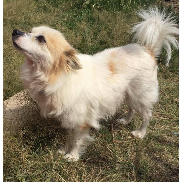 pomeranian cavalier king charles spaniel mix