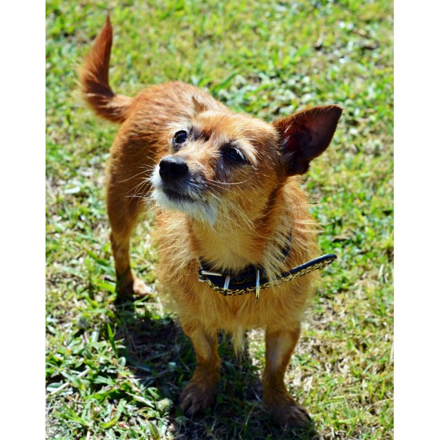 Billie Small Female Australian terrier x Chihuahua Mix Dog in QLD PetRescue