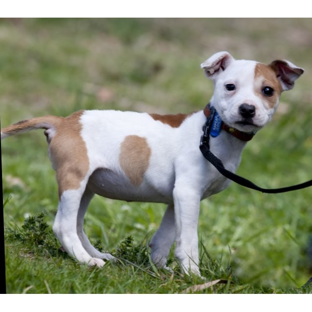 bull terrier cross jack russell