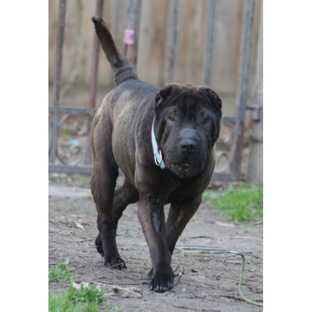 dudley shar pei