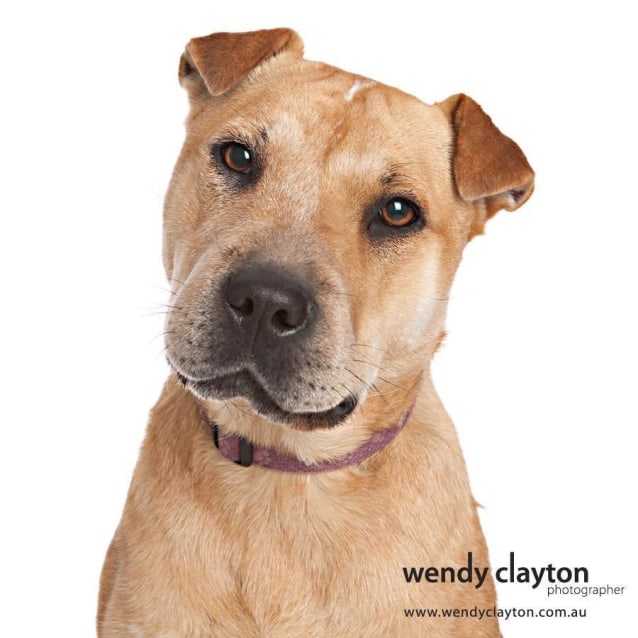 shar pei red heeler mix