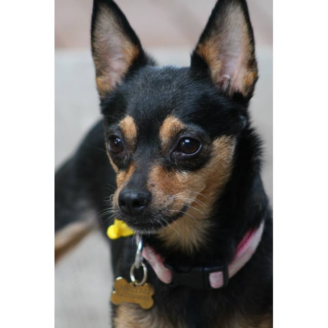 Trixie (special home needed) - Small Female Chihuahua x ...