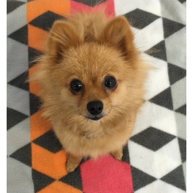 Pomegranate Small Female Pomeranian Mix Dog in QLD PetRescue