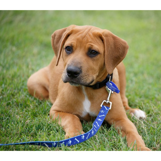 ridgeback x puppies for sale