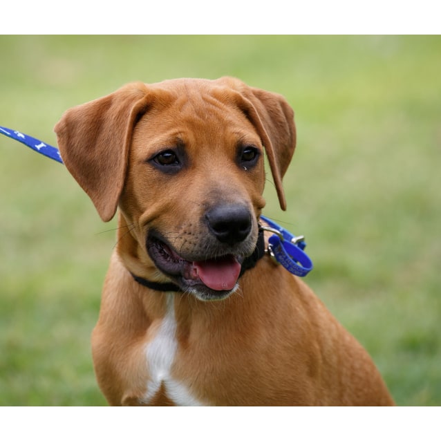 Dex Ridgeback x Lab Puppy On Hold 5/2/16 Large Male Labrador x