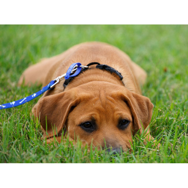 ridgeback x labrador puppies