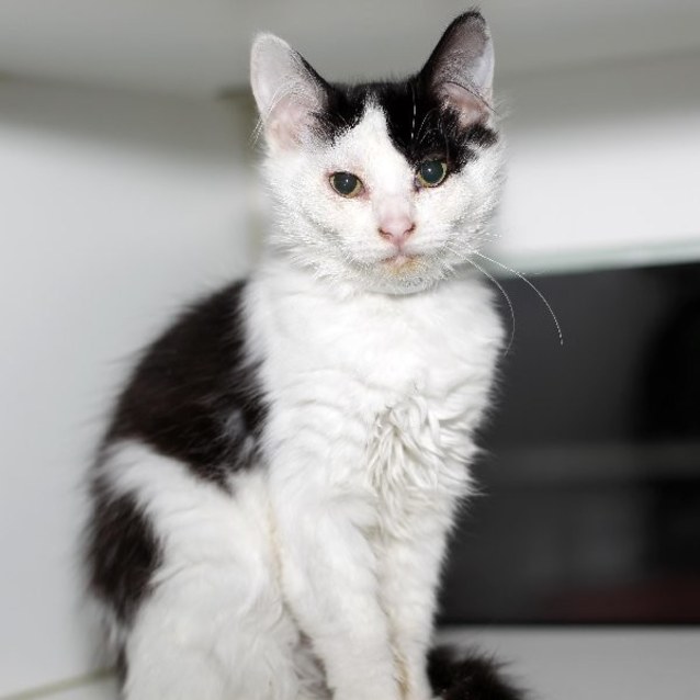 lost dogs home north melbourne cats