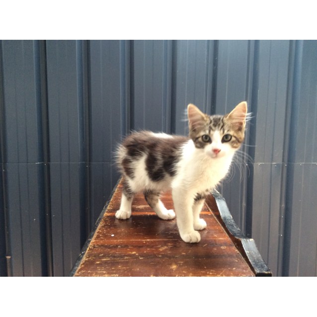 Austin - Male Domestic Medium Hair Mix Cat in QLD - PetRescue