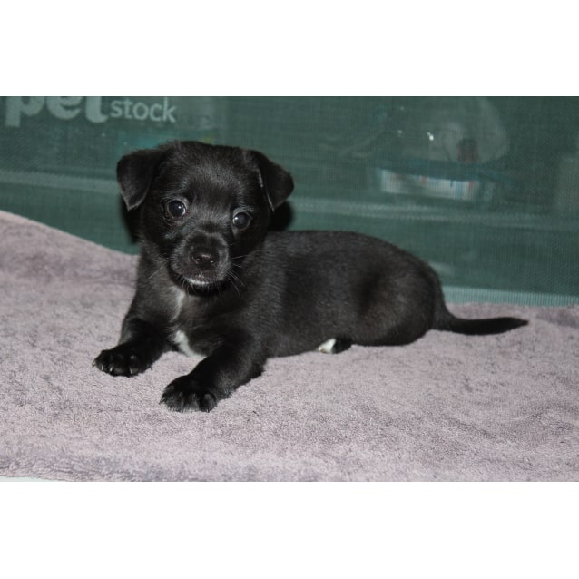 Zuko Small Male Cavalier King Charles Spaniel X Dachshund X