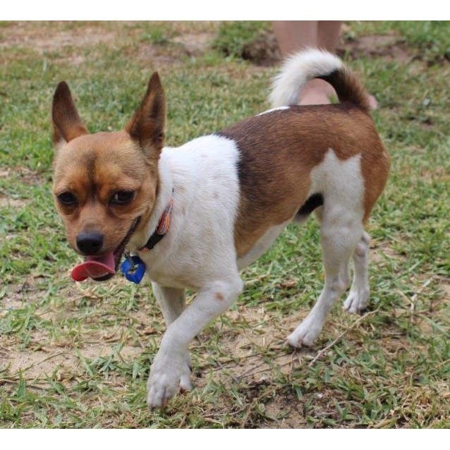 Husky D0249 Small Male Jack Russell Terrier Mix Dog in WA PetRescue