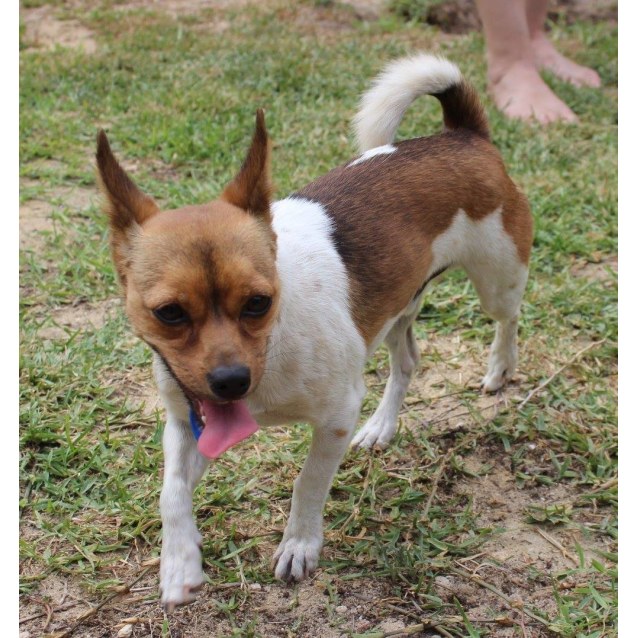 Husky D0249 Small Male Jack Russell Terrier Mix Dog in WA PetRescue
