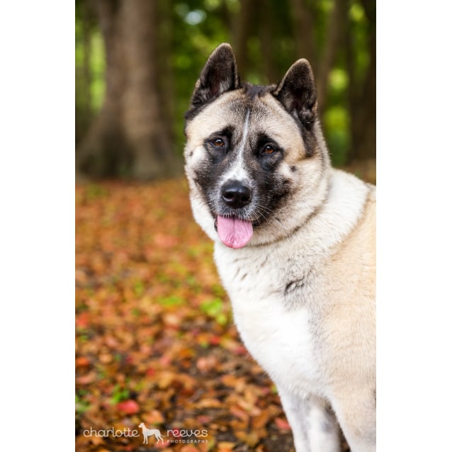female akita rescue