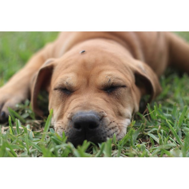 shar pei x ridgeback