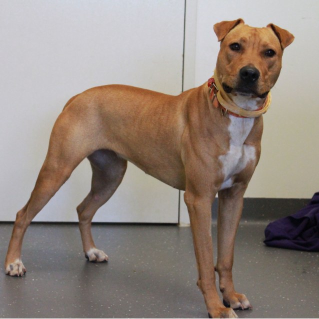 shar pei staffordshire mix