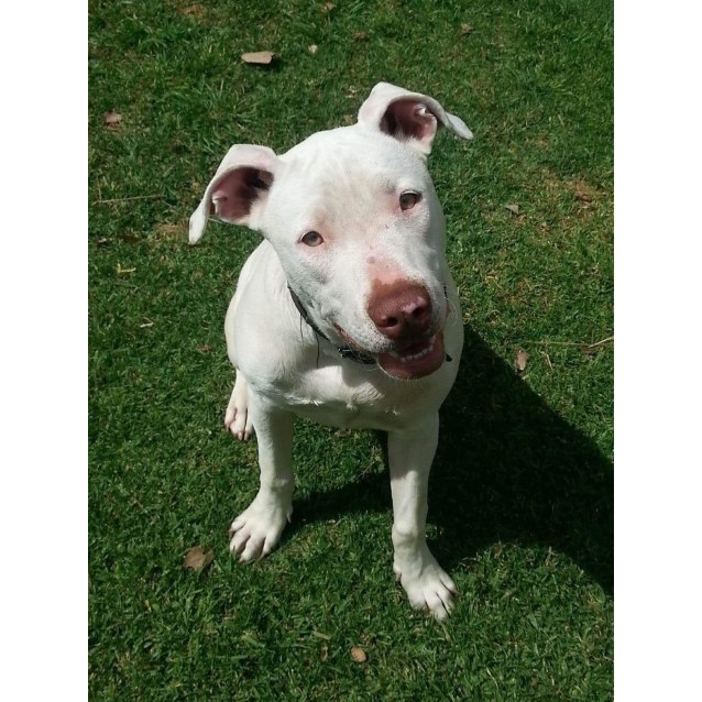 american bull cross staffy