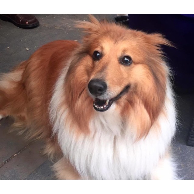 Poppy Small Female Shetland Sheepdog X Sheltie Dog In Nsw
